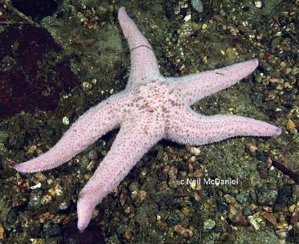 Photo of Pisaster brevispinus by <a href="http://www.seastarsofthepacificnorthwest.info/">Neil McDaniel</a>